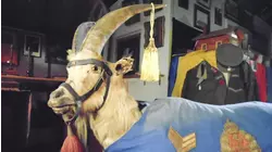 Goat Hero and More