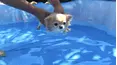 Animals Unscripted