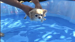 Hot Diggity Dog