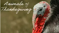 Animals of Thanksgiving