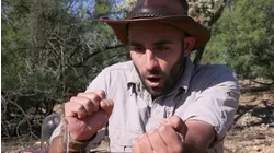 Bee Beard Gone Wrong