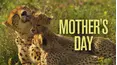 Mother's Day