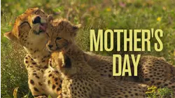 Mother's Day
