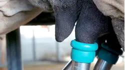 Why Camel Milk Is So Expensive