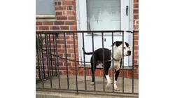 Bay Shore man charged with animal cruelty for allegedly hitting his Pitbull mix with a stick