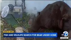 Wildlife crews search for bear living underneath Altadena man's home