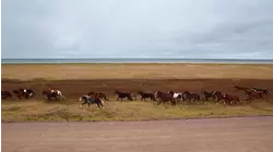 Horses of St. Pierre & Miquelon