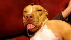 Sleepy Snoozers