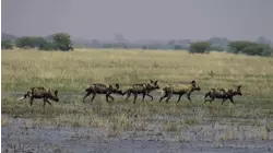 Savanna