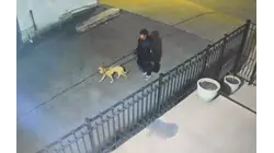 Yonkers woman indicted after dog with throat wounds was allegedly abandoned near cemetery