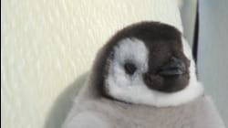 ViralWild | Tweeters