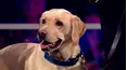 Superstar Dogs
