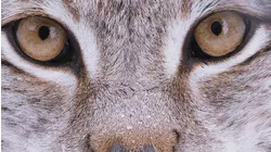 Eurasian Lynx: The Queen in the North