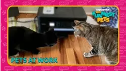 Countdown: The Funniest Pets | Pets at Work