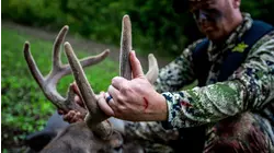 Kentucky Whitetail