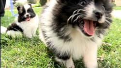 Puppy Love | Ep. 1.3