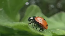 Ladybird