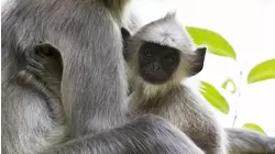Sri Lanka: Monsoon Island