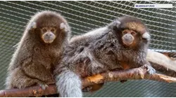 Beardsley Zoo welcomes two Bolivian gray titi monkey brothers