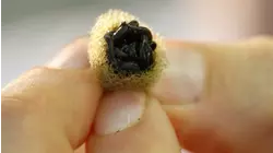 Totally Gross!