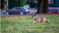 Coyote attacks resident working in their yard in Saddle River, New Jersey