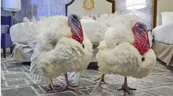 2025 National Thanksgiving Turkeys retire in North Carolina