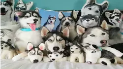 Huskies Hide Among Sea of Stuffed Animals