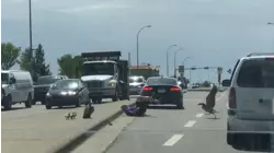 Animal Style