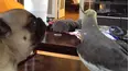 We Heart Animals