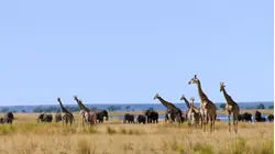 The Chobe River