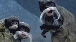 Primate Families