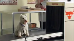 Puppy in the machine