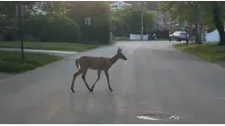 Deer mating season brings increased risk of crashes across New Jersey