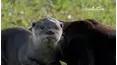Best Pets of the Month
