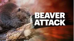 Beaver who bit several people in Bergen County positive for rabies