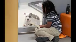 Florida boy reads to shelter dogs waiting for forever home