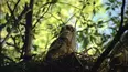Baby Animals in Our World