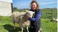 The Yorkshire Vet