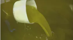 Olive Oil and Ski Boots