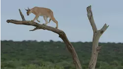 African Cats