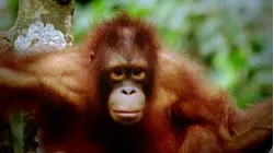 Deep Jungle: Monsters of the Forest