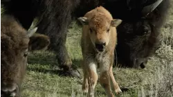 Bison