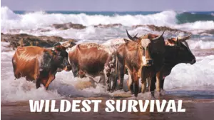 Wildest Survival