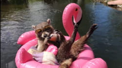 Best Pets of the Year 2019