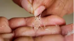 Why Pearl Lobsters Are So Expensive