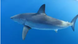 Monster Mako