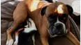 Animals Unscripted