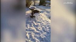 Pet Olympics | Olympic Sledding Pets