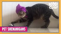 Paws VS. Claws | Pet Shenanigans