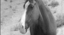Adventures of Champion: Ep 5 - Lost River (1955)